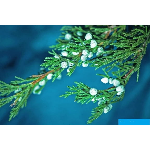 20 Fresh Cedar Tree Branches with Balls - Approx 18 inches Long, Branch Tips for Wreaths, Garlands, Christmas Decorations ,Wedding Decor, Shabby Chic Bough - Juniper Branches