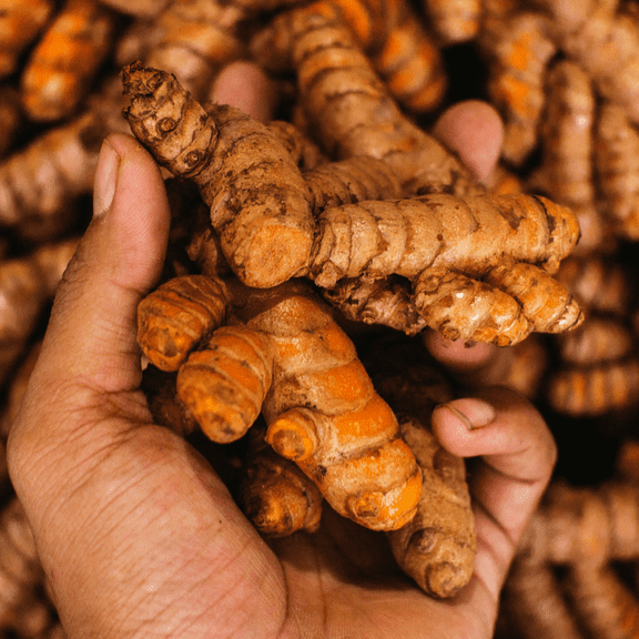 20 Fresh Turmeric Roots for Planting, Yellow Turmeric Whole Curcuma Longa, Perennial Herb