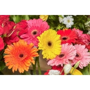 20 GERBER DAISY Mix Gerbera Jamesonii aka Barberton or African Daisy Mixed Colors Pink Purple Red Orange Yellow White Flower Seeds