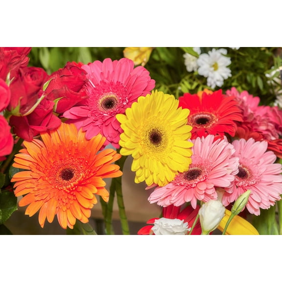 20 GERBER DAISY Mix Gerbera Jamesonii aka Barberton or African Daisy Mixed Colors Pink Purple Red Orange Yellow White Flower Seeds