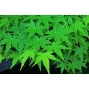 20 GREEN JAPANESE MAPLE Tree Ornamental Acer Palmatum Palmate Maple Yellow Fall Color Red Flower Seeds
