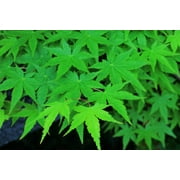 20 GREEN JAPANESE MAPLE Tree Ornamental Acer Palmatum Palmate Maple Yellow Fall Color Red Flower Seeds