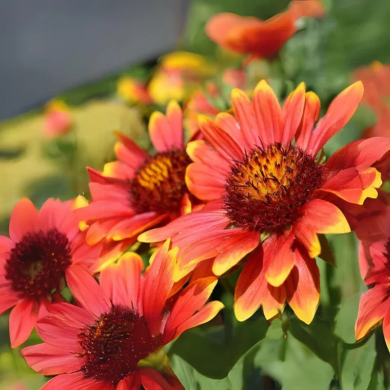 20 Gaillardia Seeds, Blanket Flower, Indian Blanket
