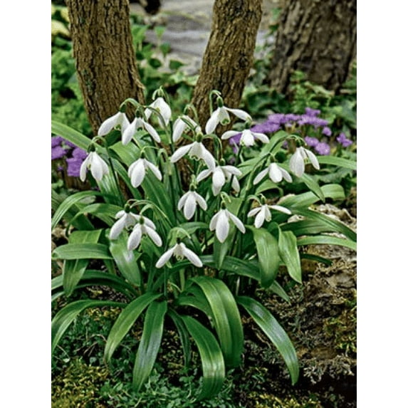 20 Galanthus woronowii 'Snowdrops' Single Snowdrop Bulbs