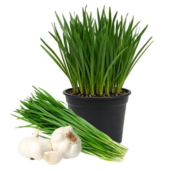 20 Garlic Chive Live Plants, 4 to 6 Inch Green Starter, Herb Plant for Indoor Outdoor Containers Perennial