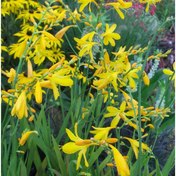20 George Davison Crocosmia Bulbs for Planting, Montbretia Tubers Crocosmia  Crocosmiiflora Corms -   Beautiful Garden Spring Summer Flowering Perennial