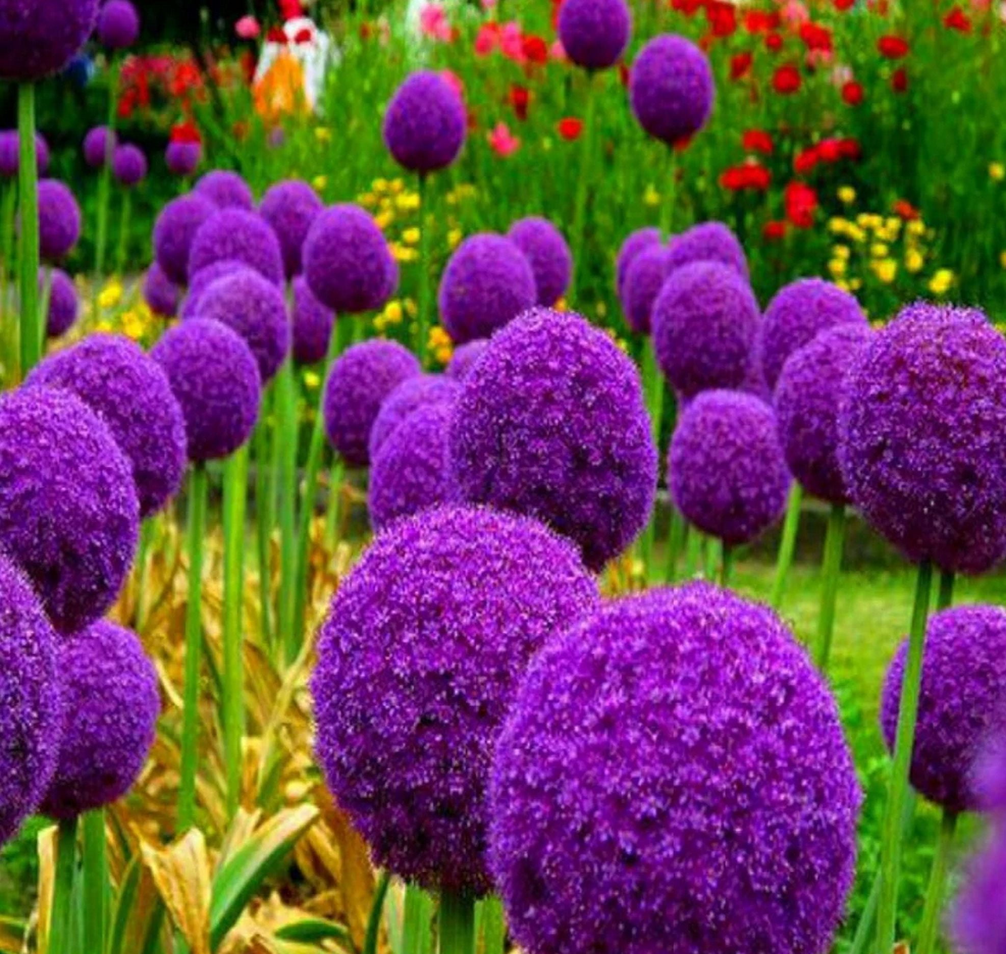 20 Giant Ball Onion Allium Christophii Planting Seeds, Purple