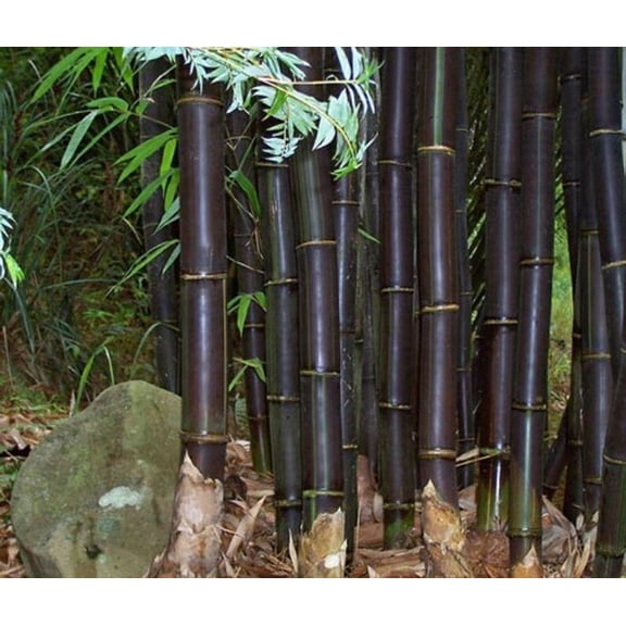 50 Black Phyllostachys Mugra Bamboo Seeds Privacy Plant Garden Shade Exotic Screen 453 US SELLER