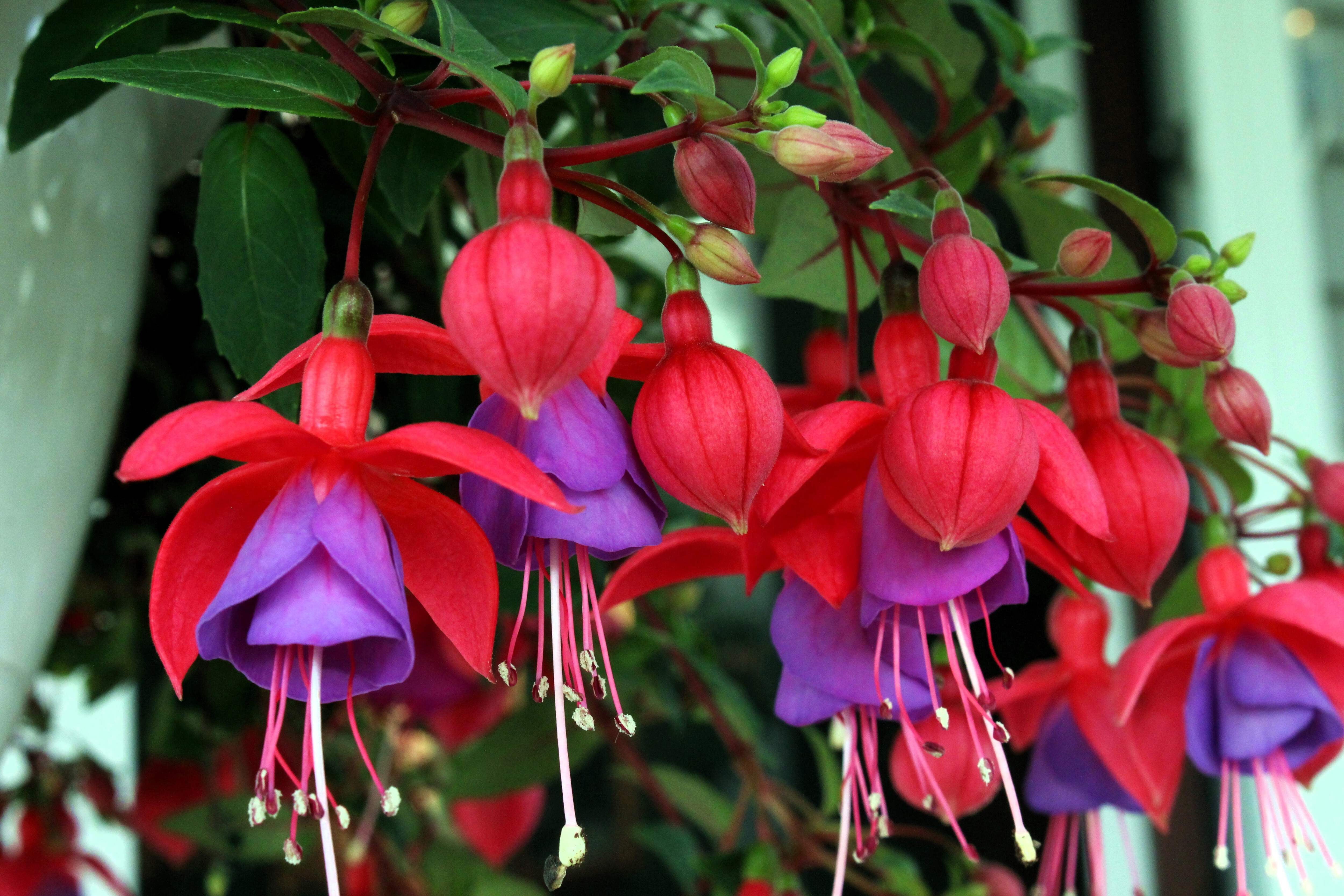 20 Hardy Fuchsia Magellanica Perennial Live Full Sun Pink Purple  Hummingbird Flower Shrub Seeds - Walmart.com, image size:5000x3333