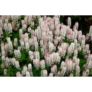 20 HEARTLEAF FOAMFLOWER White & Pink Tiarella Wherryi Coolwort Flower Seeds