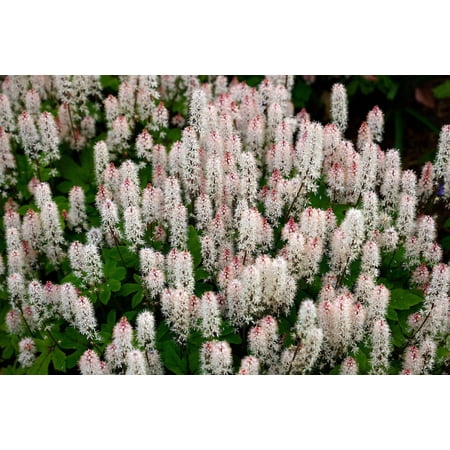 20 HEARTLEAF FOAMFLOWER White & Pink Tiarella Wherryi Coolwort Flower Seeds