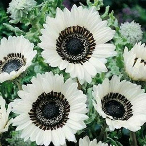 20 Italian White Sunflower Plant Seeds, Grows Quickly