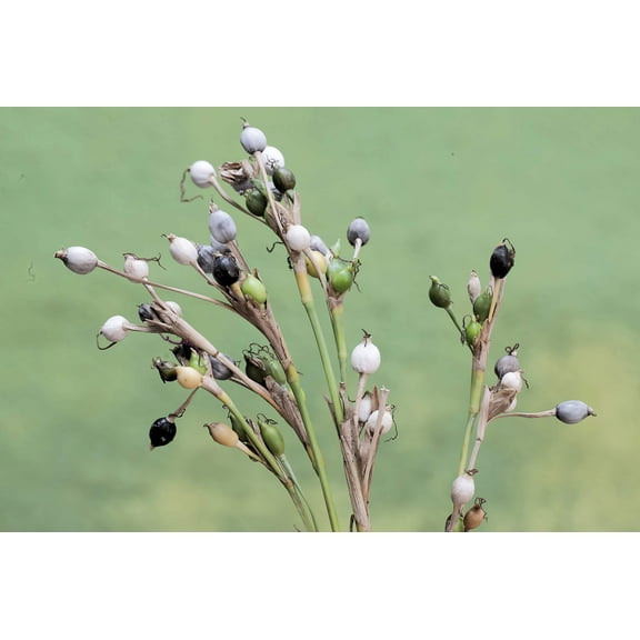 20 JOBS TEARS (Jobi / Coix / Yi Yi Ren / Bead Seed / Junos Tears) Coix Lacryma Vegetable Seeds