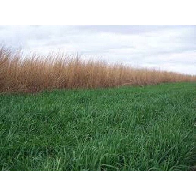 20 LBS Winter WHEAT SEED Deer Food Plots Garden Cover Crop Throw & Grow