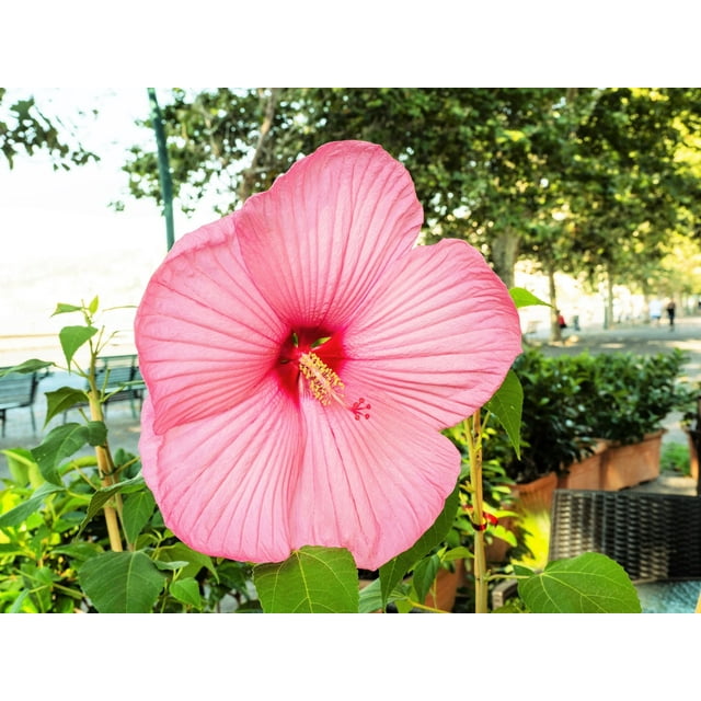 20 LIGHT PINK HIBISCUS Moscheutos var. Palustris Hardy Flower Seeds