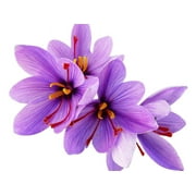 20 Large Saffron Crocus Sativus Corms - Instructions are Included