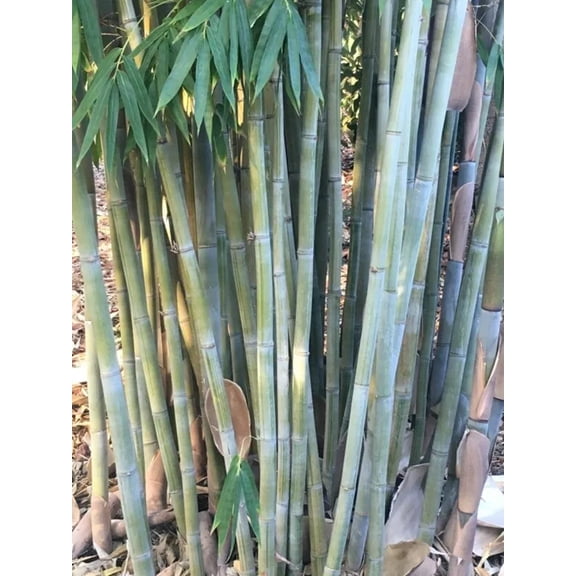 50 Angel Mist Bamboo Seeds Privacy Plant Garden Shade Exotic Screen 430 US SELLER