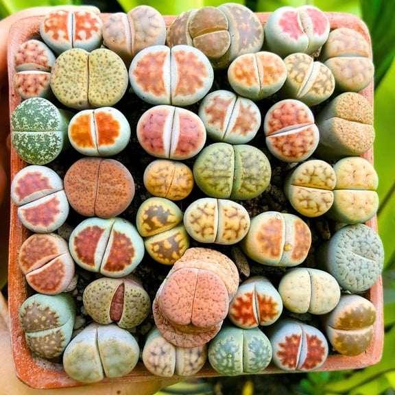 20 Lithops Live Plants Mix Lithop Succulents Plants Live Bulk, Rock Living Stone Succulent Live Plants Large Size Full Bloom Garden