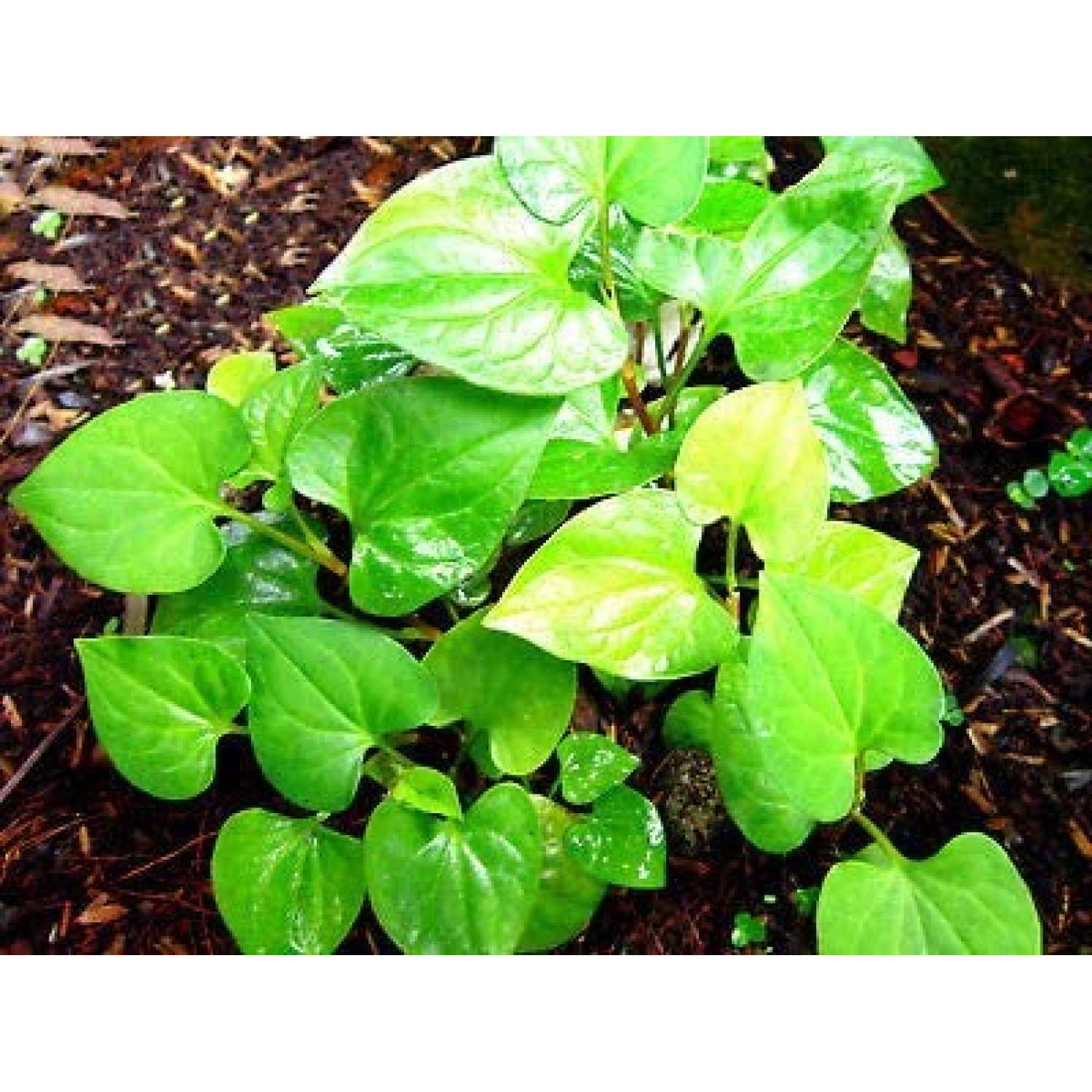 20 Live Bare Root Fish Mint Houttuynia Cordata Asian Herb Starter