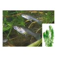 20 Live Mosquito Fish (Koi Pond) Aquarium Feeder Fish with Hornwort