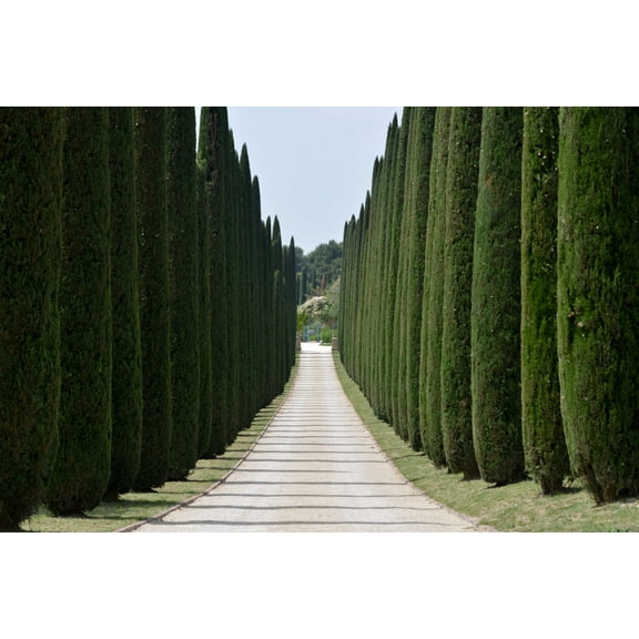 20 MEDITERRANEAN CYPRESS TREE Green Spire / Pencil Pine / Indian Cedar Cupressus Sempervirens Stricta Seeds