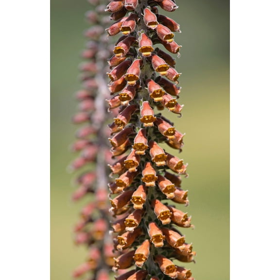 20 MILK CHOCOLATE FOXGLOVE Spanish Digitalis Parviflora Red Brown Flower Seeds