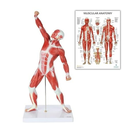 20” Mini Muscular System Model, Human Muscular Anatomy Model, Anatomy Models Human Body Muscles, Muscular Model + Muscular System Anatomical Chart, Laminated, 17.3 x 22.5 Inches$$Other