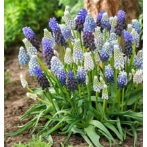 20 Mixed Color Muscari Bulbs for Planting - Easy to Grow, Ships from Iowa, USA