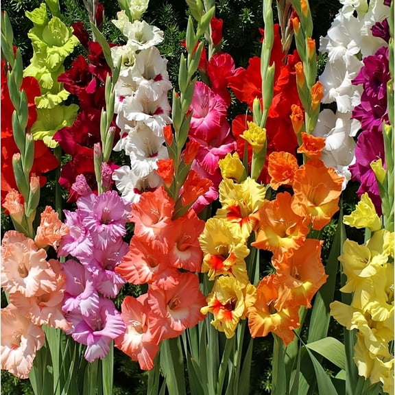 20 Mixed Gladiolus Flower Bulbs for Planting, Assorted Colors, Easy to Grow Flowering Perennial Bulbs, Summer Blooming Cut Flowers for Garden Borders, Beds & Containers