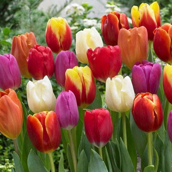 20 Mixed Tulip Flower Bulbs - Breeders Choice - Easy to Grow