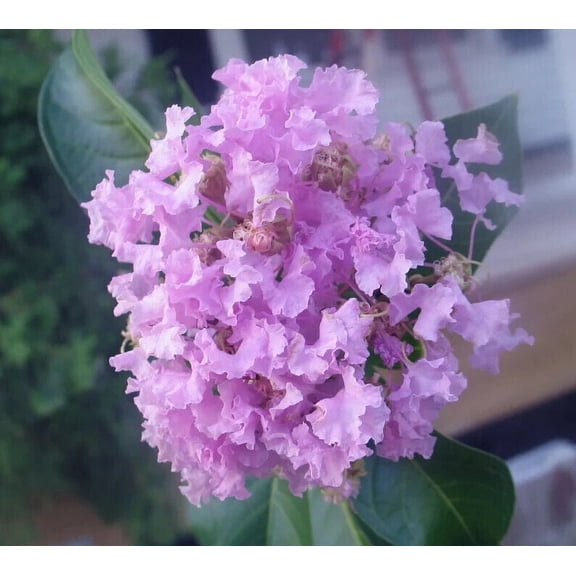 20 Musgrove Cape Myrtle Seeds Tree Flower Perennial Flowers Seed 1219 US SELLER