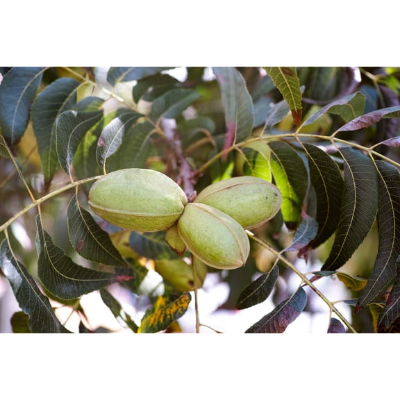 20 Northern Pecan Trees Seeds for Planting - Carya illinoinensis