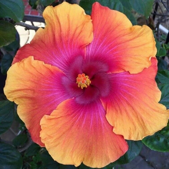 20 Orange Pink Hibiscus Seeds Perennial Flower Flowers Seed Bloom Garden Tree