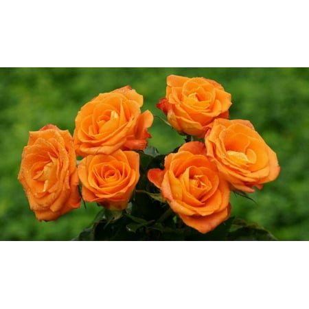 20 Orange Rose Bush Plant Seeds
