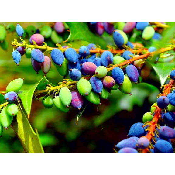 20 Oregon Grape Seeds for Planting - Stunning Ornamental Fruit Bearing Plant - Berberis bealei, Barberry, Leatherleaf Mahonia