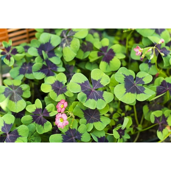 20 Oxalis Iron Cross Bulbs (CHK) MVR1for Planting Shamrock