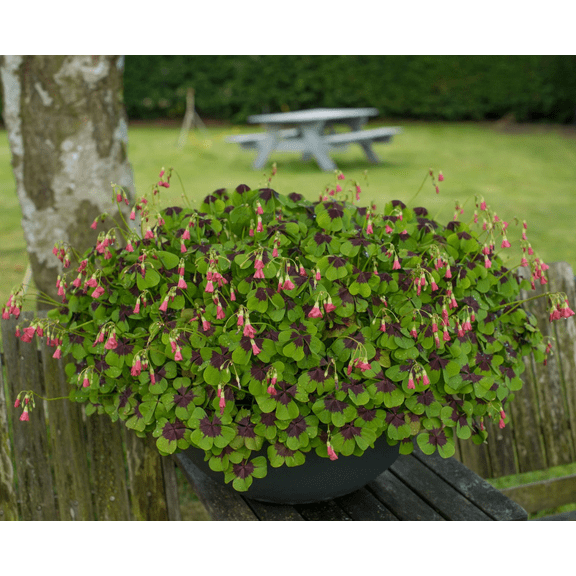 20 Oxalis Shamrock Bulbs for Planting, Deppei Iron Cross Shamrock Lucky Clover Wood Sorrel Love Bulbs Four Leaf Clover Bulbs