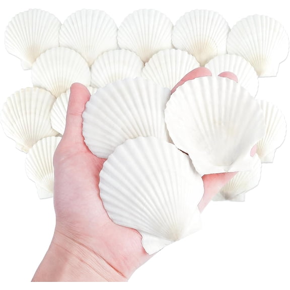 20 PCS 3 Inch Natural Scallop Shells for Crafts, Large Seashells Sea Shells | White Clam Shells for Crafting Decoupage Cake Baking Cooking Aquariums Table Party Decor DIY Painting Beach Wedding