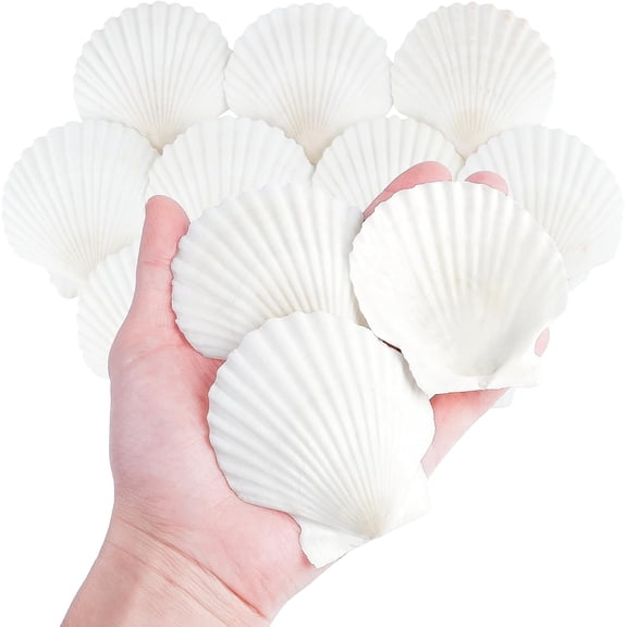 20 PCS Natural Scallop Shells for Crafts, 3 Inch | White Seashell Decor for Home, Sea Shells for Decorating, DIY, Painting, Baking, Beach Wedding Decorations