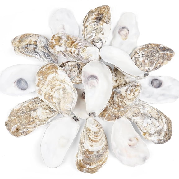 20 PCS Oyster Shells 4"-5" Large Oyster Shells Natural Seashells for Crafts Beach Theme Party Fish Tank and Vase Filler Home Decoration