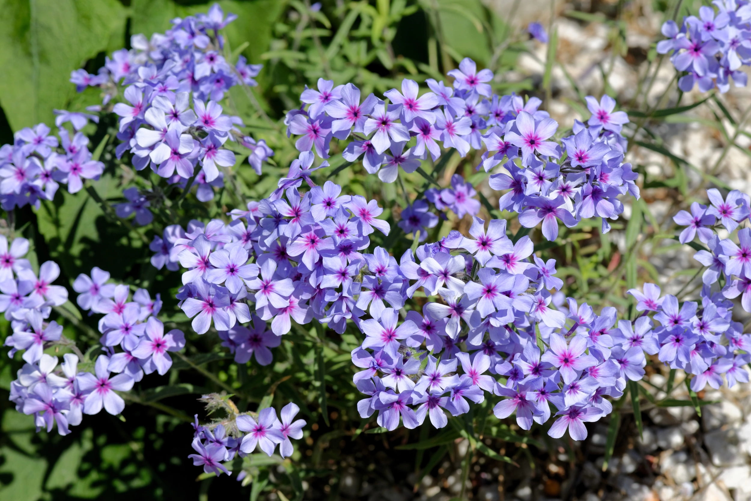 20 PRAIRIE PHLOX Pilosa Mixed Colors Pink Purple White Native Flower