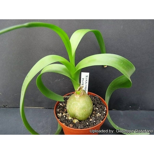 20 PREGNANT ONION SEEDS aka False Sea Onion Lily Ornithogalum Caudatum Flower Good Houseplant