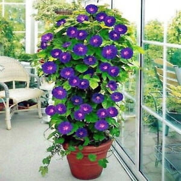20 PURPLE MORNING GLORY FLOWER VINE SEEDS (Ipomoea purpurea) Hardy