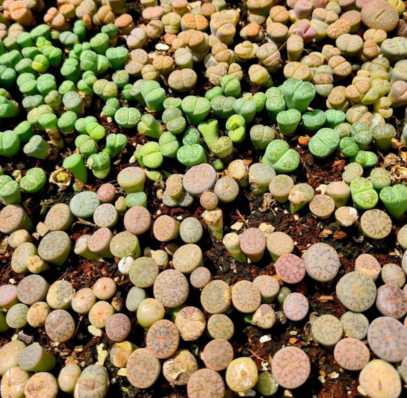 20 Pack Assorted Lithops Live Plants Bonsai Living Stones Flower Succulent  Cactus Plants, Pebble Lithops Pseudotruncatella Seedling 0.4-0.6 Inch Tall  - Walmart.com