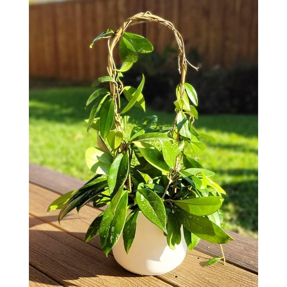 20 Pack Bamboo U Trellis Support, 16 Inch U Loop Plant Stake Arch Garden Trellis for Potted Plants, Climbing Flowers and Vines, Ivy, Outdoor Planting$$Garden & Patio