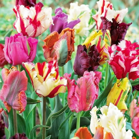 20 Parrot Mix Tulip Bulbs - Tulipa Parrot