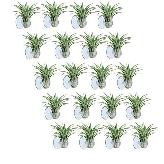 20 Pcs Air Plant Holder, Plant Pot Tillandsia Holder Air Plant Hanger with Suction Cup for Hanging (Plants Not Included)