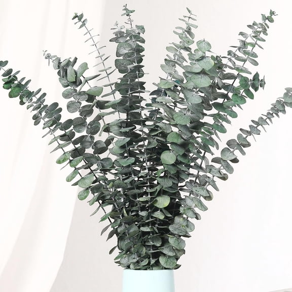 20 Pcs Dried Eucalyptus Stems, 17'' Natural Real Live Greenery Eucalyptus Leaves Branches Hanging Shower, Preserved Dried Plants for SPA Home Fragrance Bathroom Table Vase Decor