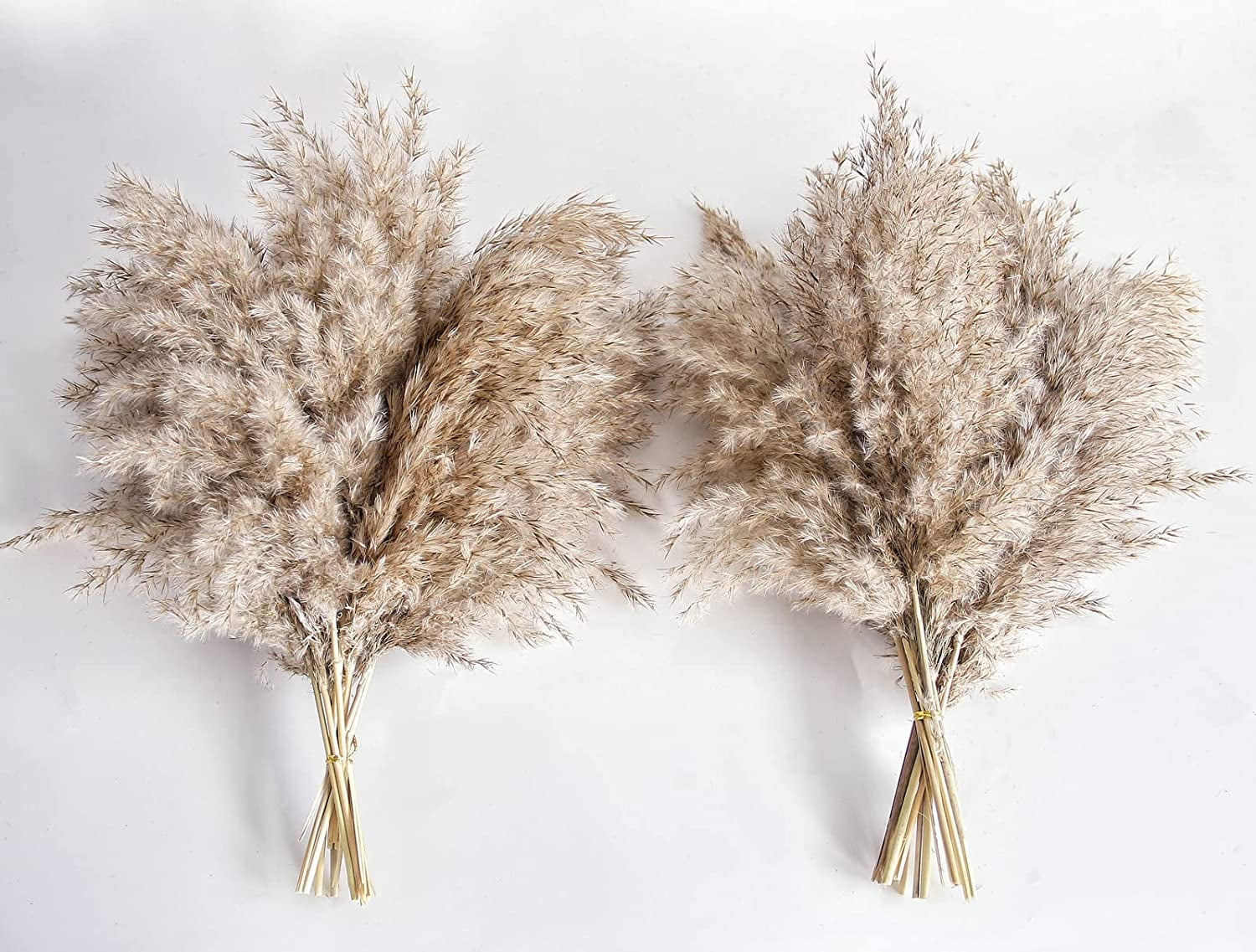 20 Pcs Dried Small Pampas Grass Decor Natural Phragmites Real Wedding Flower Bunch