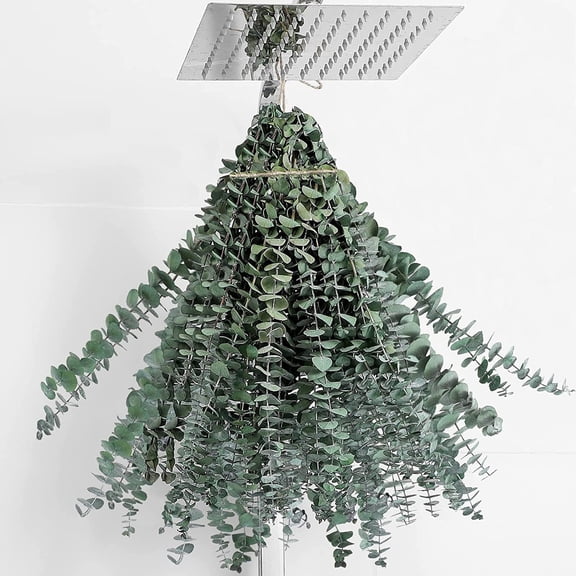 20 Pcs Eucalyptus for Shower Hanging 15-17" Real Eucalyptus Stems 100% Made from Fresh Eucalyptus Leaves , Dried Eucalyptus Stems Used for Wedding Decor Home Decor Farmhouse Decor. Dried Flowers